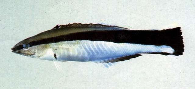 Image of Labroides