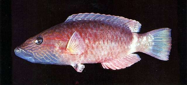 Image of Ringtail maori wrasse