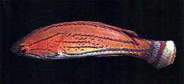 Image of flasher-wrasse