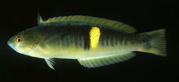 Image of Pseudocoris