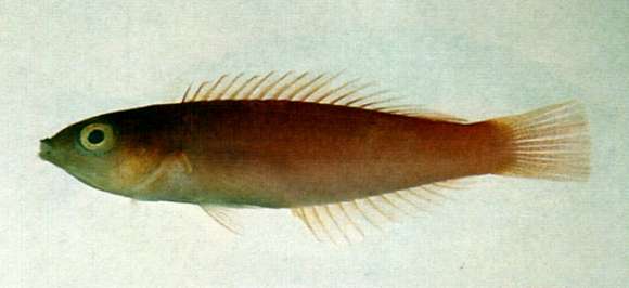 Image of yellow fin wrasse