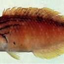 Image of Red naped wrasse
