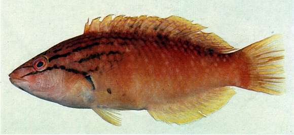 Image of Red naped wrasse