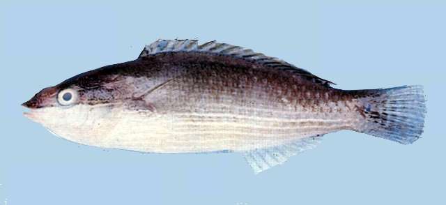 Image of Wrasses