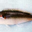 Image of Cutribbon Wrasse