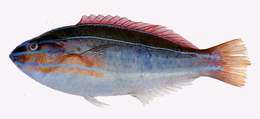 Image of Wrasses