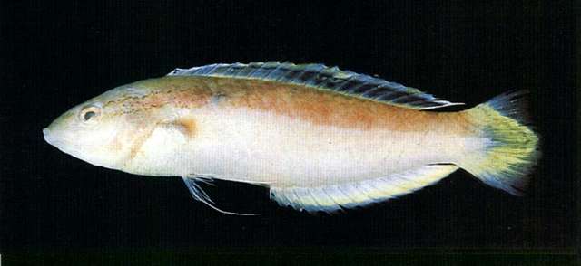 Image of Suezichthys