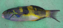 Image of Jansen's wrasse