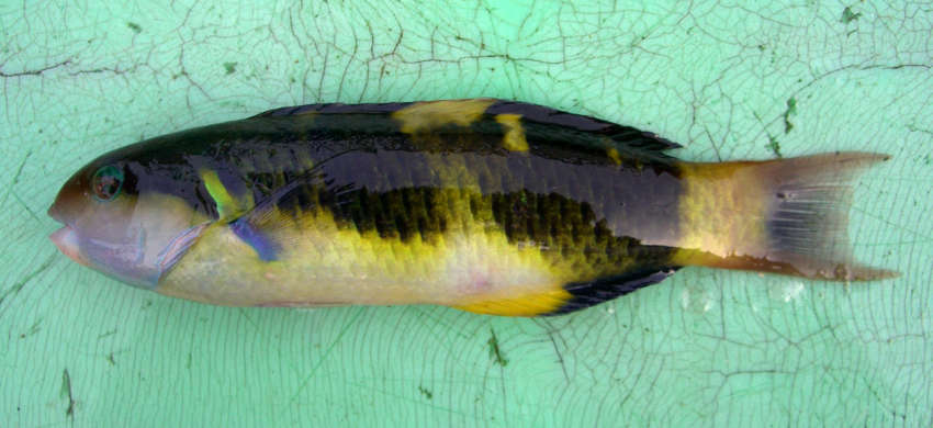 Image of Jansen's wrasse