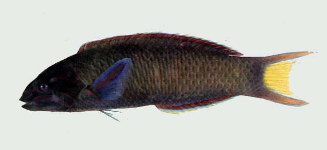 Image of Wrasses