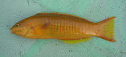 Thalassoma resmi