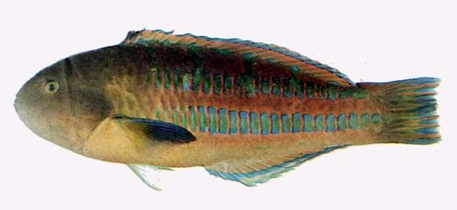 Image of Christmas wrasse