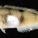 Image of Whitepatch razorfish