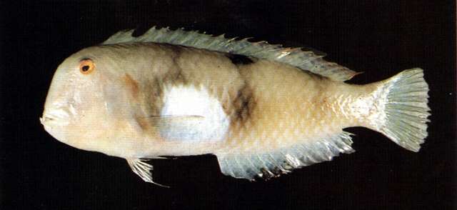 Image of Whitepatch razorfish