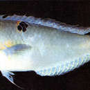 Image of Baldwin's razorfish