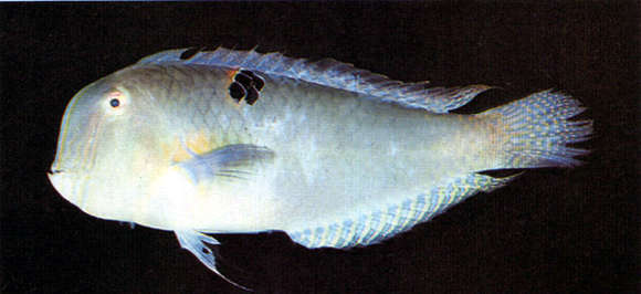 Image of Baldwin's razorfish