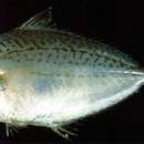 Image of Berber ponyfish