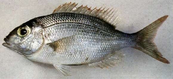 Image of undescribed monocle bream