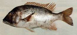 Image of undescribed monocle bream