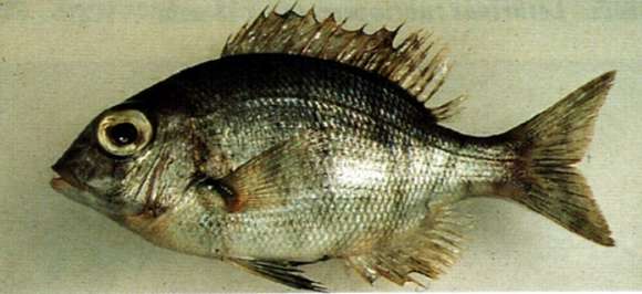 Image of undescribed monocle bream