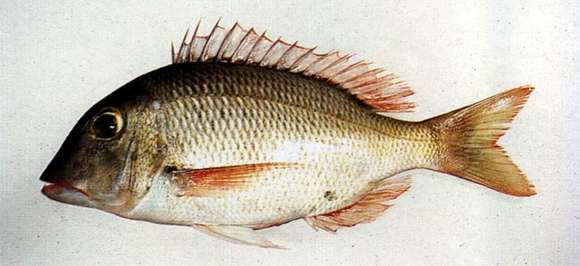 Sivun Lethrinus atkinsoni Seale 1910 kuva