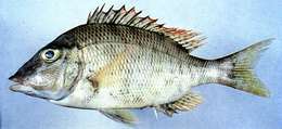 صورة Lethrinus haematopterus Temminck & Schlegel 1844