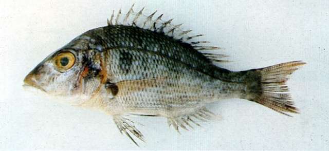 Lethrinus nebulosus (Forsskål 1775) resmi