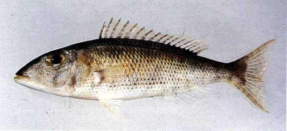 Sivun Lethrinus variegatus Valenciennes 1830 kuva