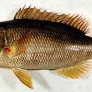 Imagem de Lethrinus xanthochilus Klunzinger 1870