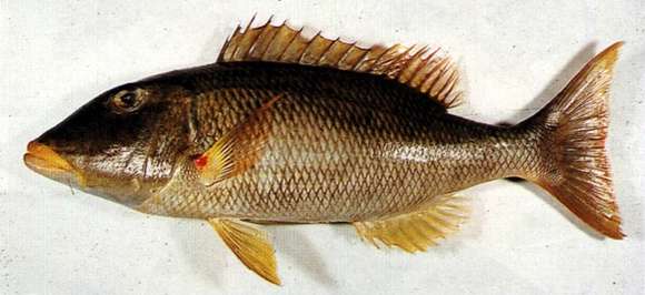 Imagem de Lethrinus xanthochilus Klunzinger 1870