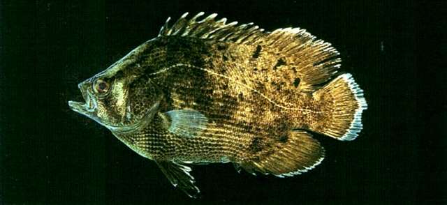 Image of tripletails
