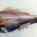 Image of Ironjaw snapper