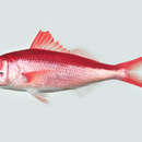 Image of Deepwater longtail red snapper