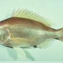 Image of Tang&#39;s snapper