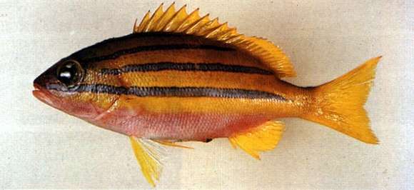 Image of Bengal snapper