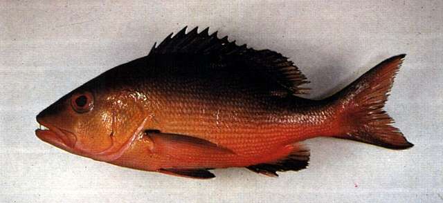 Image of two-spot red snapper