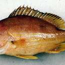 Image of Button snapper