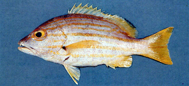 Image of Spanish flag snapper