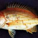 Image of Red snapper