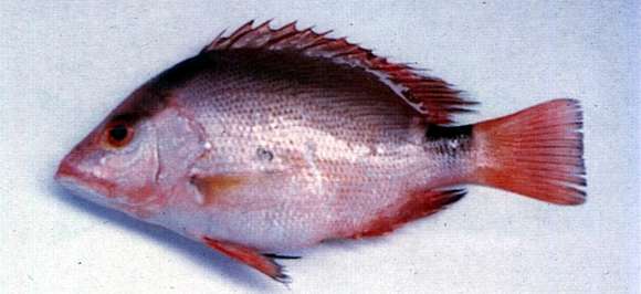 Image of Crimson snapper