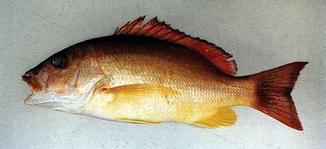 Image of Blacktail snapper