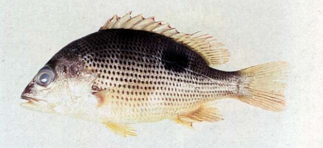 Image of Fingermark Bream