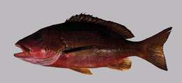 Image of Bluestripe snapper