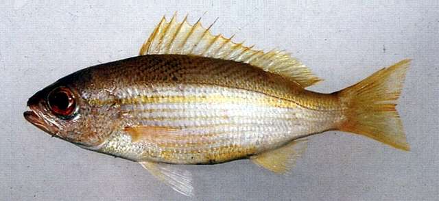 Image of Bigeye snapper