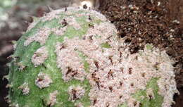 Image of soursop