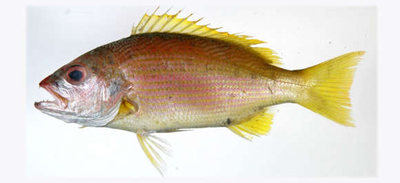 Image of Indian snapper