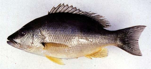 Image of Moses perch