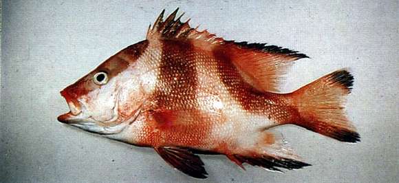 Image of Emperor red snapper