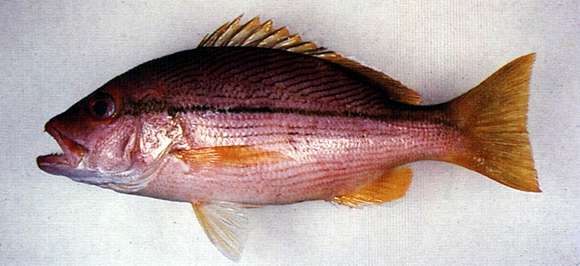 Image of Brownstripe snapper