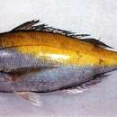 Image of Yellowtail blue snapper